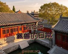 四合院,禽兽的日常