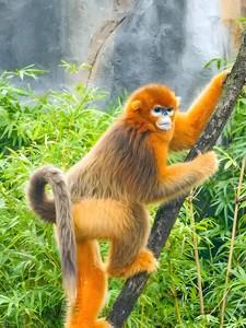 悟空一别500载可还安好