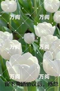 留下离婚协议后，傅总失控求复合：结局+番外精品选集