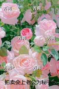 拍卖会上老公为秘书点天灯，我选择一跟到底